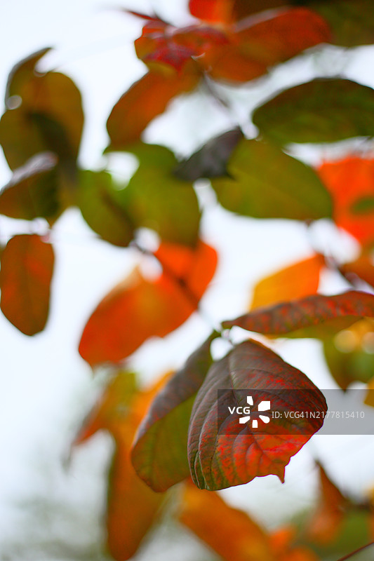 美国纽约秋叶虚化背景特写图片素材