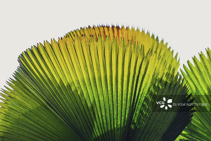 巴厘岛棕榈叶特写，透射光下的热带植物纹理背景图片素材