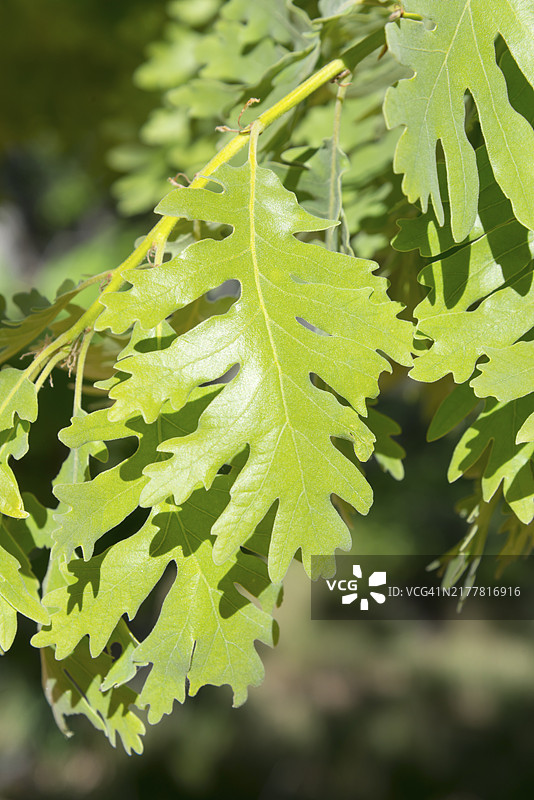 西班牙埃斯特雷马杜拉的绿色橡树叶在明亮夏日阳光下的特写图片素材