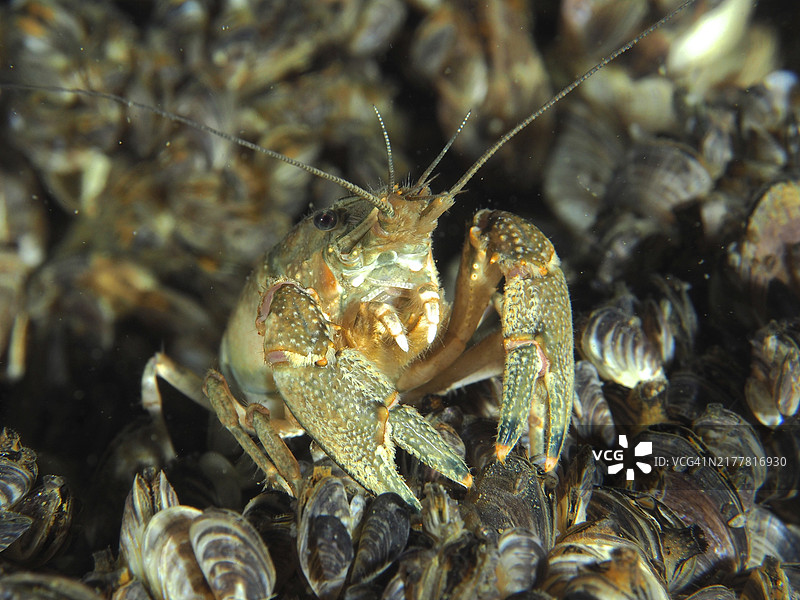 克氏原螯虾（Faxonius limosus），可见触须，美国螯虾，入侵物种，特写，周围有许多贻贝，高加索斑马贻贝（Dreissena rostriformis bugensis），入侵物种。潜水点Wildsau，贝林根，博登湖，瑞士图片素材