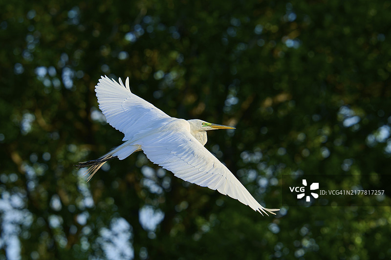 美国佛罗里达州瓦科达哈奇湿地的春天飞翔的大白鹭图片素材