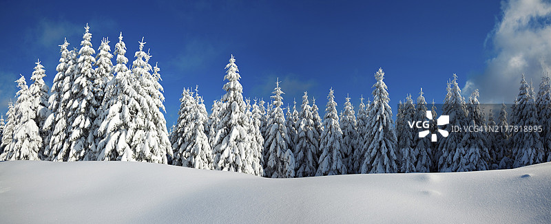 德国萨克森-安哈尔特州哈尔茨国家公园：雪景与云杉全景图片素材