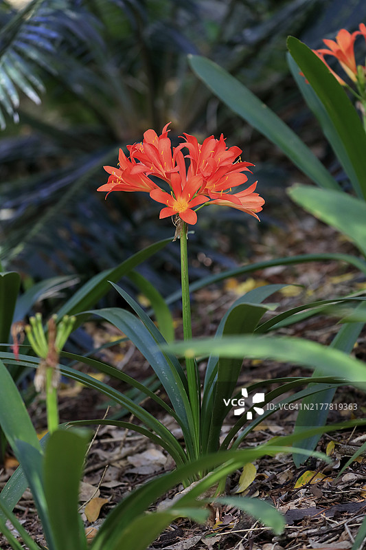 君子兰，花，春季，南非开普敦克斯滕博斯植物园图片素材