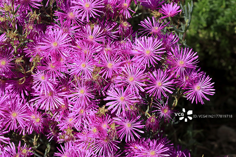 午时花（Delosperma），花，盛开，克斯滕博斯植物园，南非开普敦，非洲图片素材