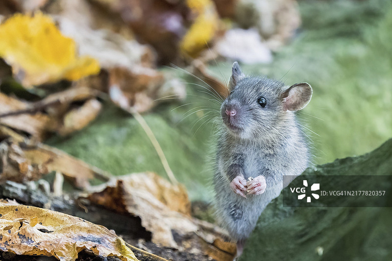 幼年褐家鼠在德国黑森州秋叶间图片素材