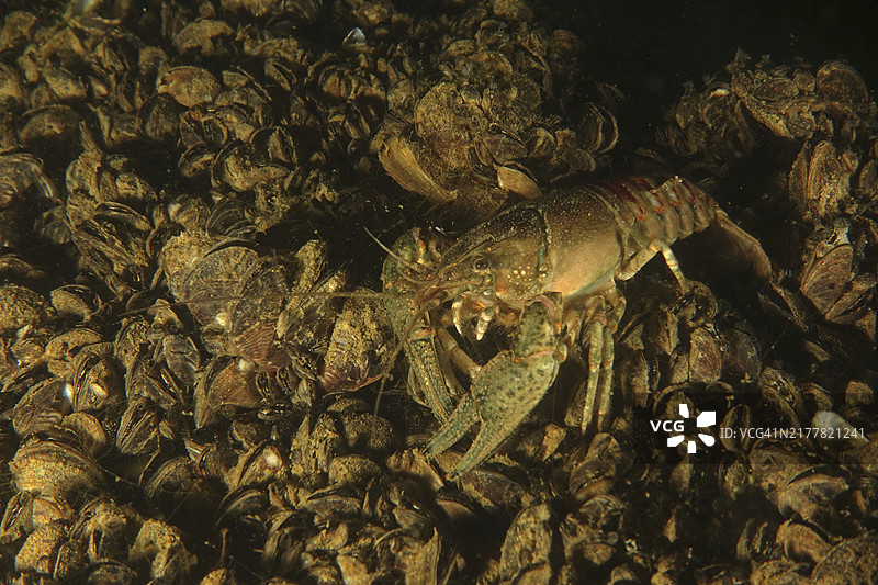克氏原螯虾，美洲螯虾，入侵物种，底部覆盖着斑马贻贝图片素材