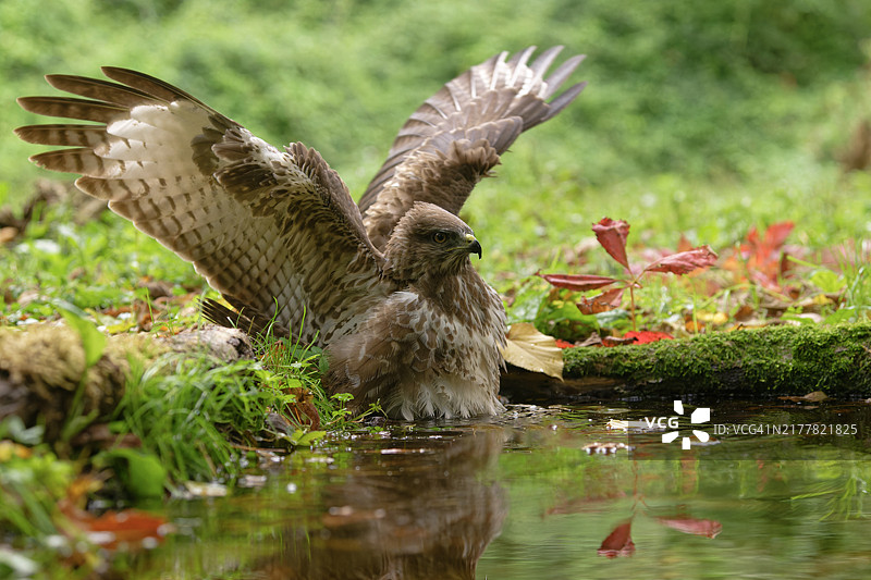 欧亚鵟沐浴图片素材