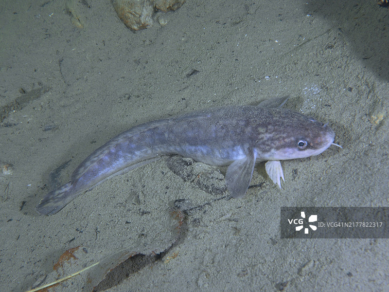 一条灰色的江鳕、鱥鱼躺在水下环境的湖底沙地上图片素材
