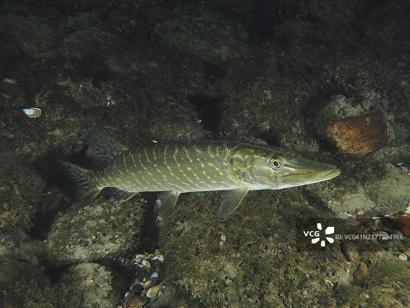 夜晚的梭鲈（白梭吻鲈）。潜水点：佐尔布吕克，莱瑙，苏黎世州，莱茵河，上莱茵河，瑞士，德国，欧洲图片素材
