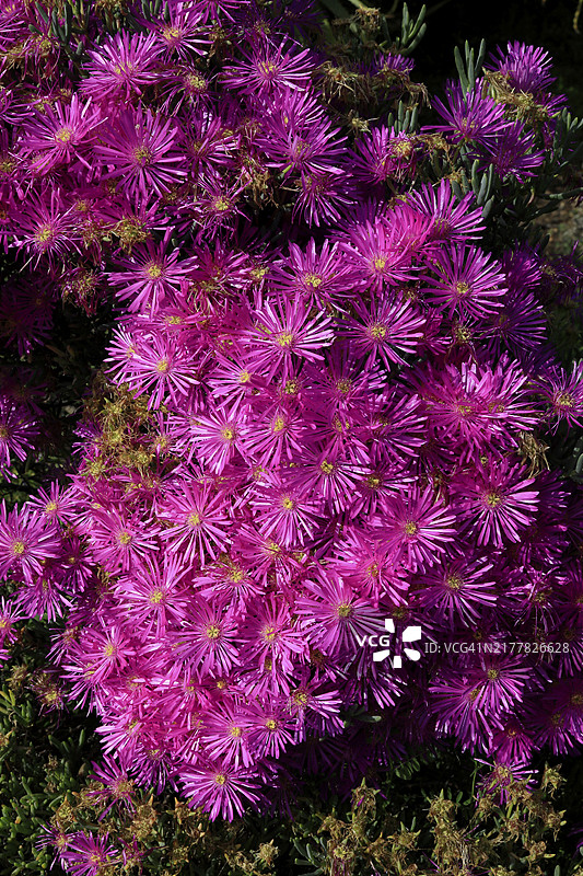 午时花（Delosperma），花，盛开，克斯滕博斯植物园，南非开普敦，非洲图片素材