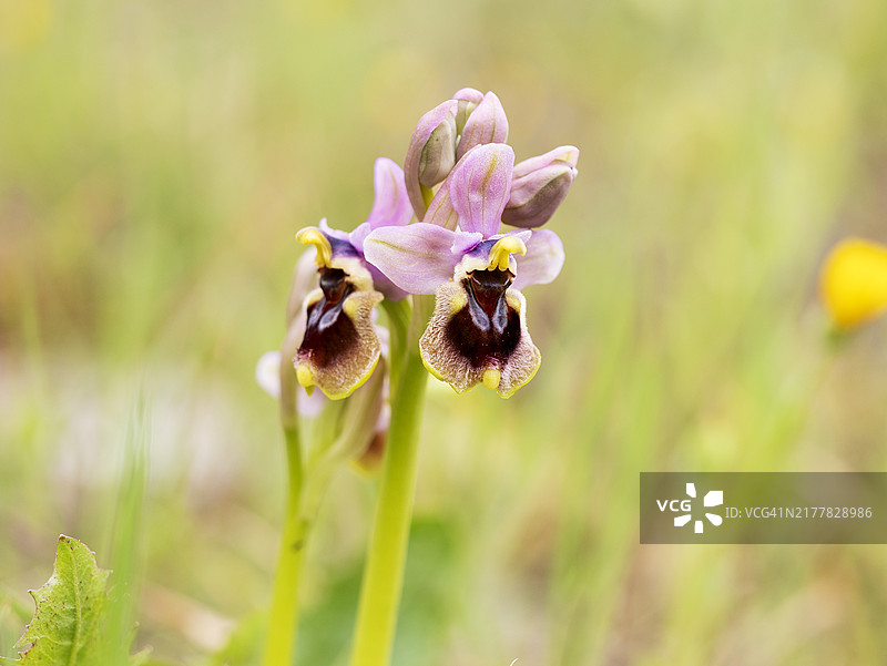 西班牙埃斯特雷马杜拉的早期蜘蛛兰（Ophrys aranifera）图片素材