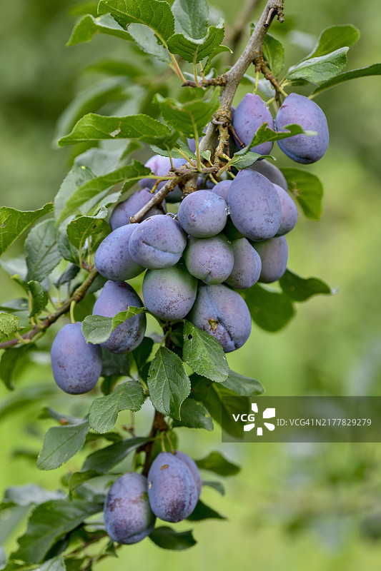挂在树上的成熟李子（欧洲李）图片素材