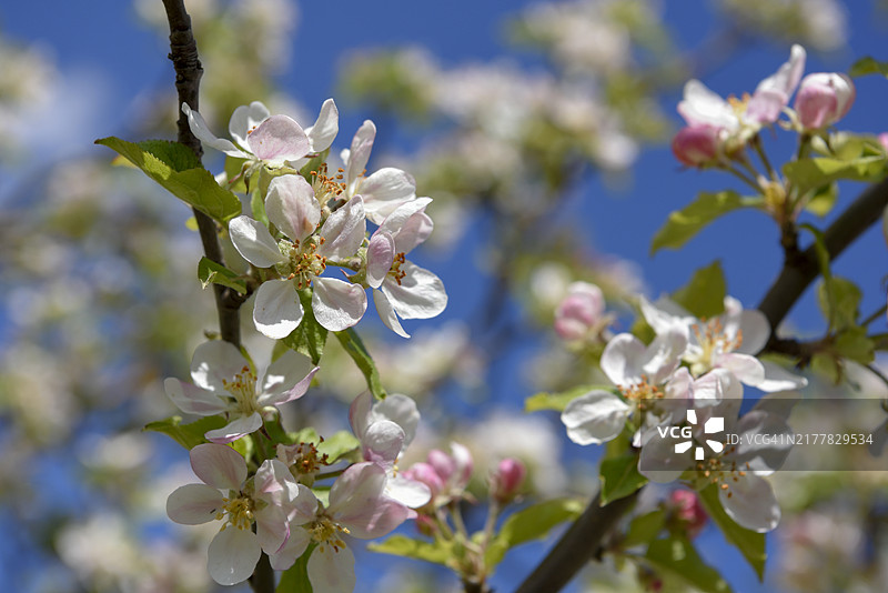 欧洲野苹果花（Malus sylvestris），西班牙阿利坎特图片素材