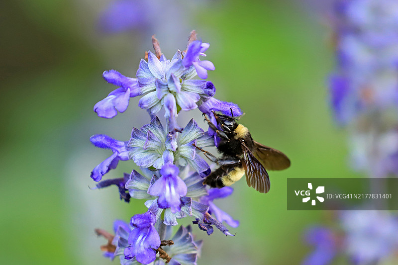 蓝色鼠尾草上的蜜蜂图片素材