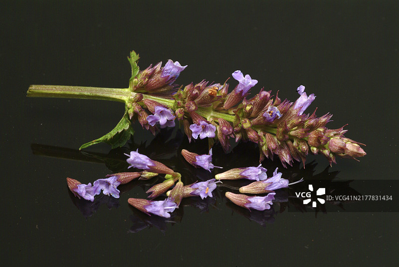 东方香薷：药用、香料和芳香植物图片素材