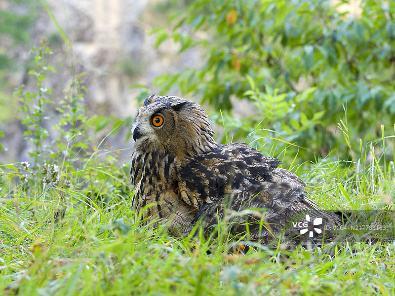 欧亚雕鸮幼鸟，在黑森州韦茨拉尔的草地上图片素材
