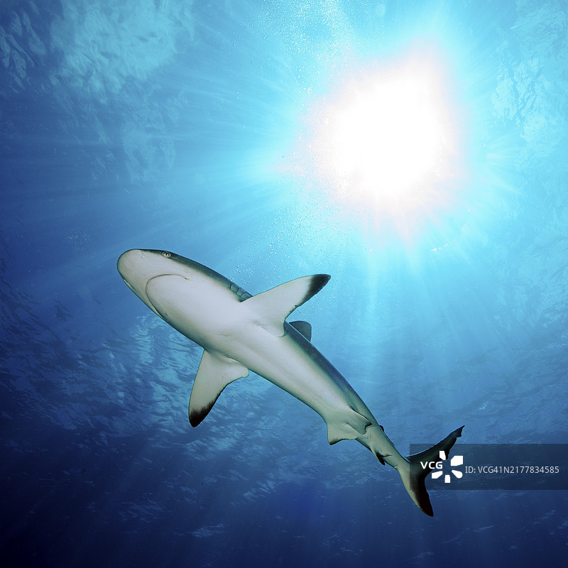 灰礁鲨逆光拍摄，水面下的太平洋图片素材