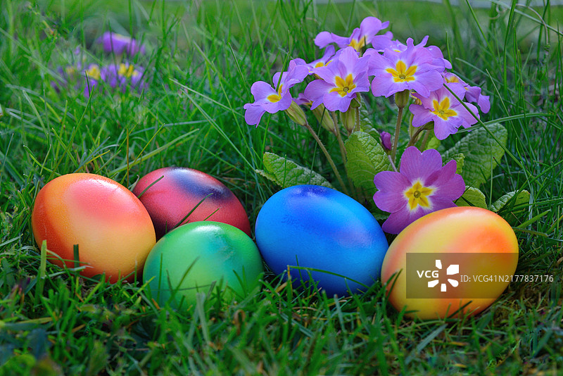 草丛中带着报春花的彩色复活节彩蛋图片素材
