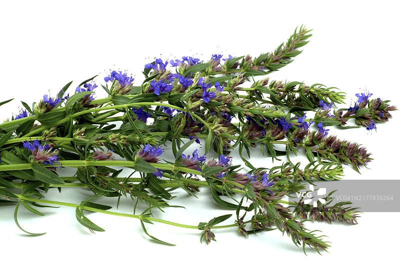 药用植物牛膝草花图片素材