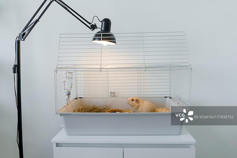 豚鼠在笼子里，紫外线灯照射以获取维生素D并坚固骨骼和牙齿图片素材