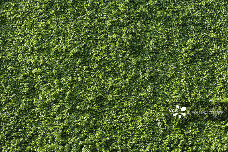 长满常春藤的大墙图片素材