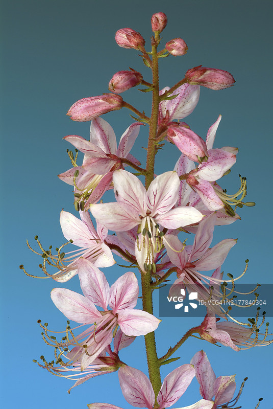 白鲜：芸香科植物，曾用作药用植物图片素材