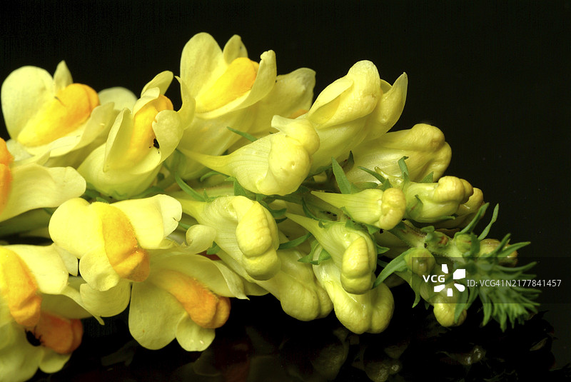 普通亚麻荠，药用植物图片素材