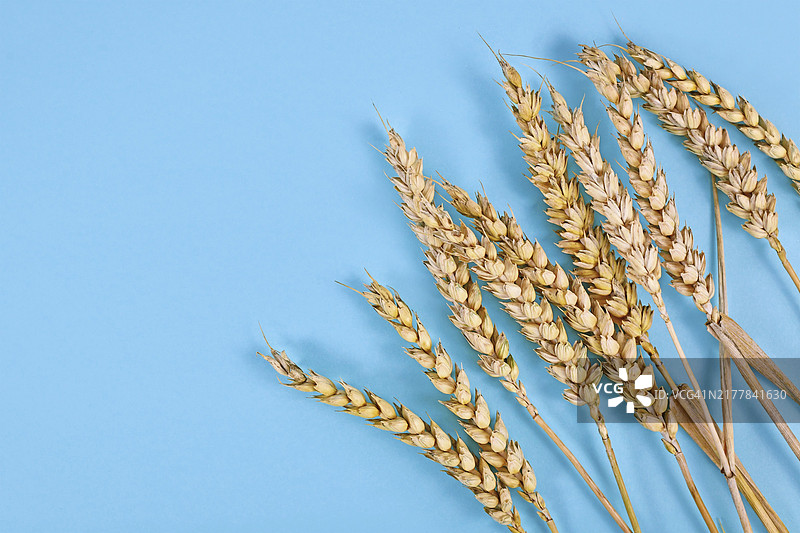 蓝色背景上的成熟麦穗图片素材