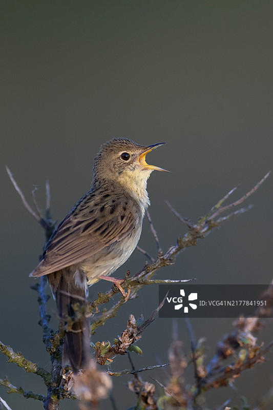 普通蝗莺，鸣叫，荷兰特塞尔岛图片素材