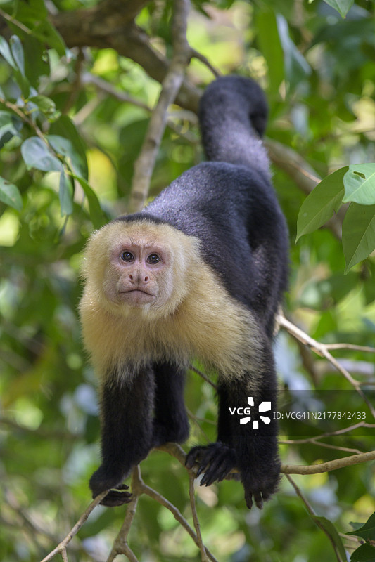 白面卷尾猴，哥斯达黎加蓬塔雷纳斯省曼努埃尔·安东尼奥图片素材