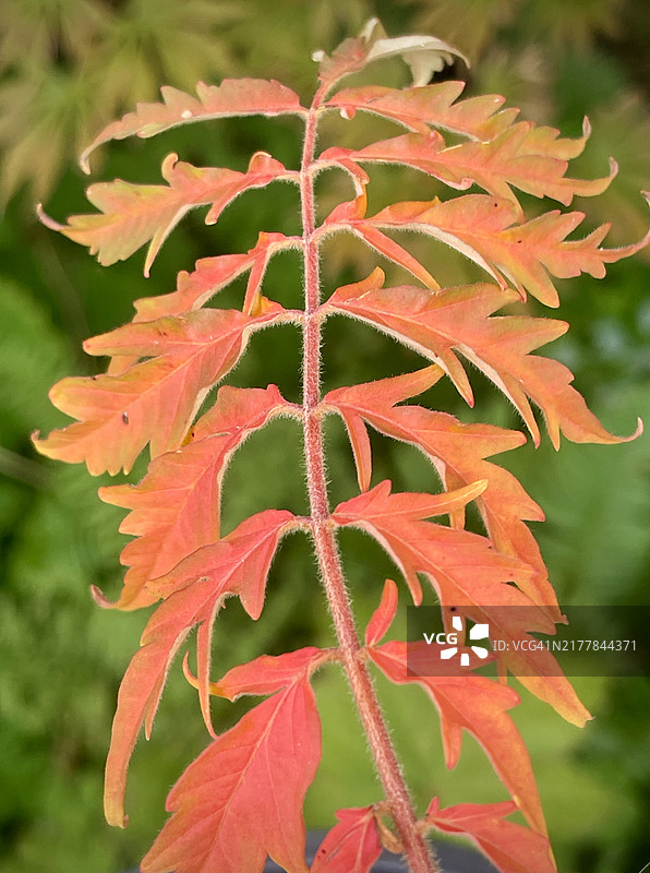秋色：十月，俄勒冈州波特兰市的鹿角漆树图片素材