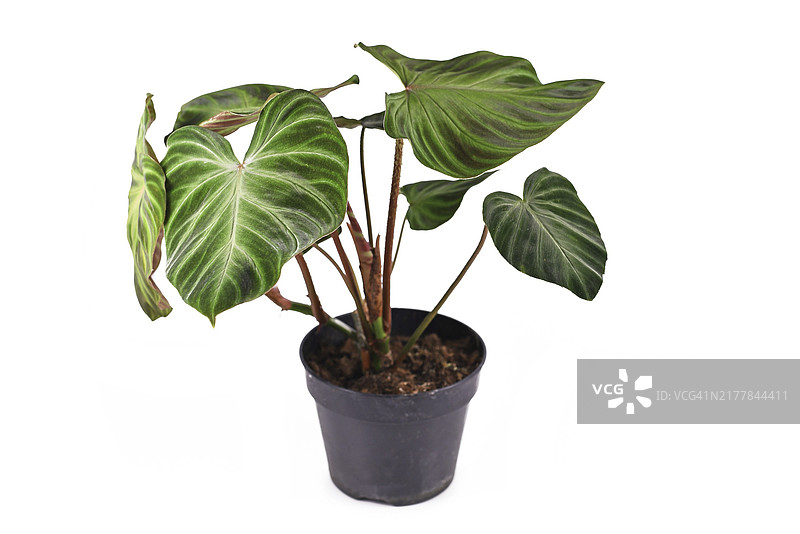 白背景上叶脉深绿色天鹅绒叶子的蔓绿绒盆栽植物图片素材