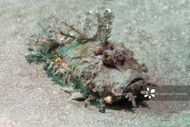 丝鳍蓑鲉，沙质海底，红海，亚喀巴，约旦图片素材