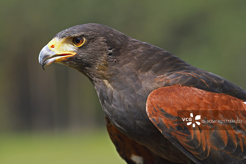 棕色隼（学名：Parabuteo unicinctus）肖像，圈养，产于美洲图片素材