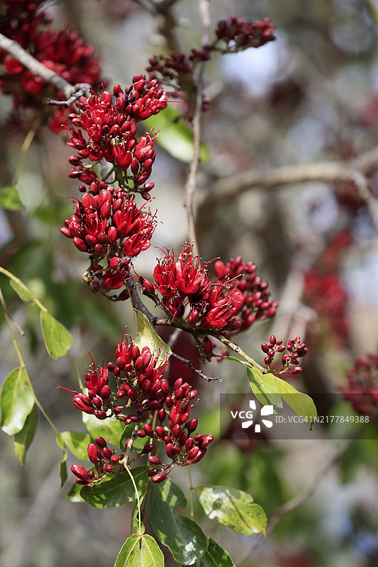 南非Schotia红花树图片素材
