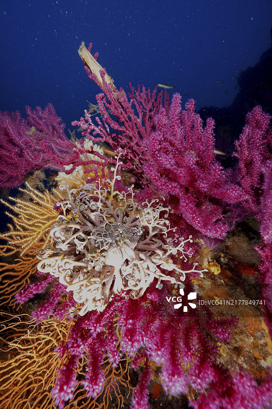 地中海的色彩：开放水螅的紫柳珊瑚，黄色海扇和地中海海蛇尾图片素材