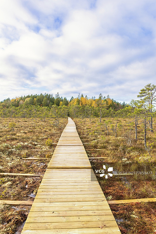 秋季北欧荒野沼泽地上远足小径的木板路，瑞典，欧洲图片素材