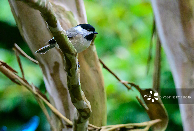 黑顶山雀图片素材