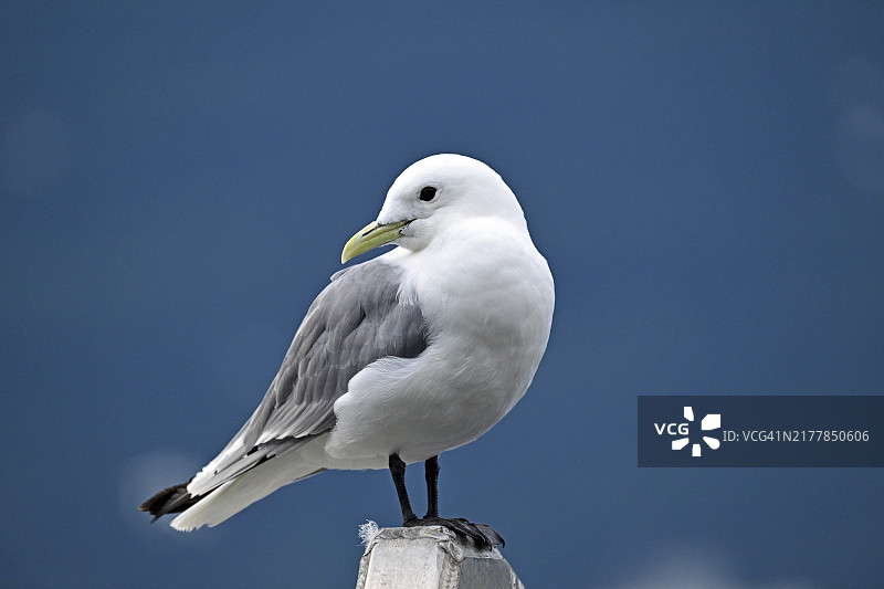 黑腿三趾鸥，威廉王子湾图片素材