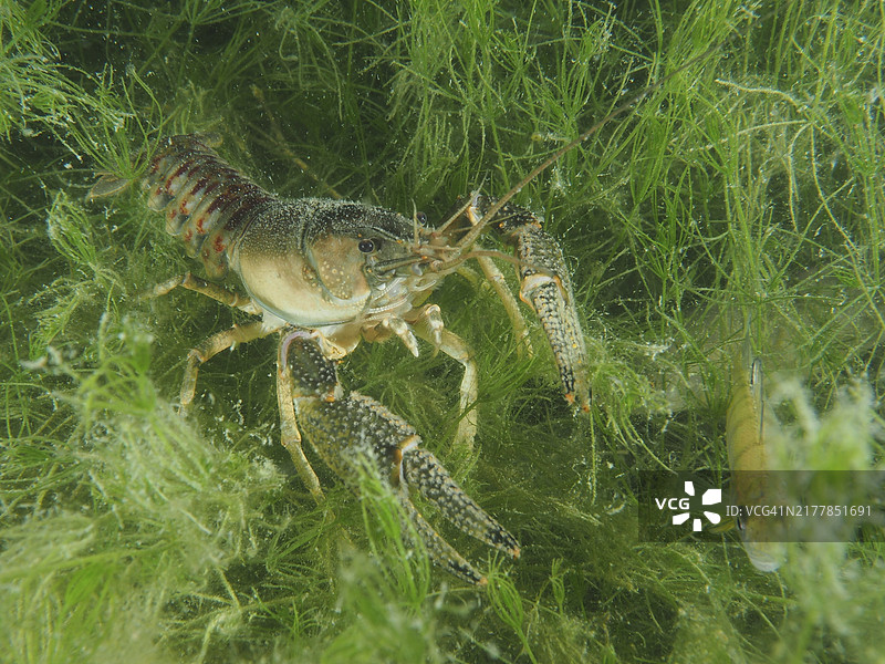 利莫斯喇蛄，美洲喇蛄，入侵物种，在绿色的水下世界与植物。潜水点Wildsau，Berlingen，博登湖，瑞士，欧洲图片素材