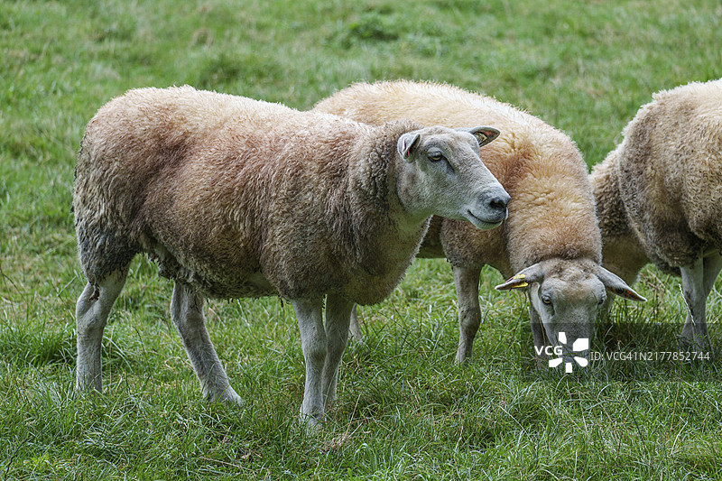 三只站立在德国明斯特兰比尔肯绿色草地上的绵羊图片素材