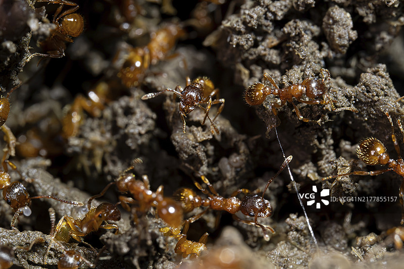 欧洲红火蚁，若干红黄色结节蚁在地面上，德国图片素材