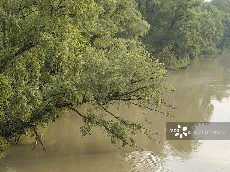 德国巴伐利亚帕绍市阴天河畔茂密树木景观图片素材
