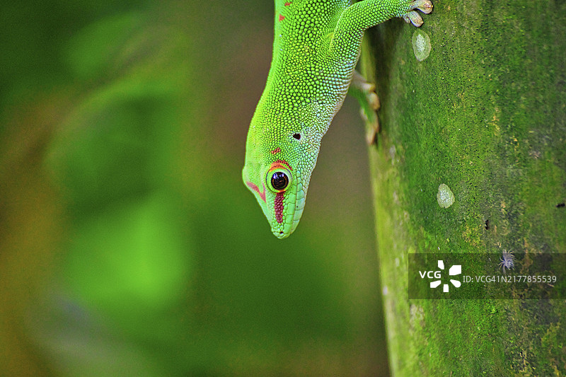 马达加斯加日间壁虎图片素材