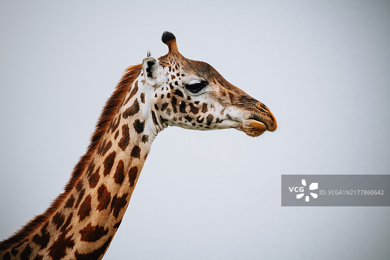 肯尼亚马赛马拉的马赛长颈鹿特写图片素材