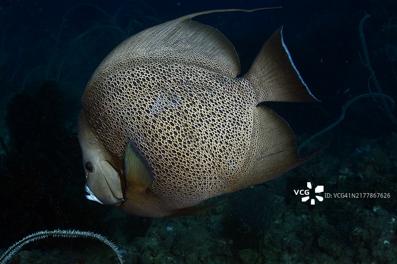 灰色神仙鱼图片素材