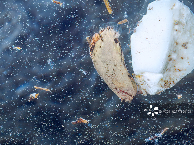 漂浮在水面上的海鲢图片素材