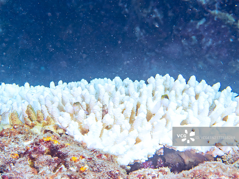 美丽的桌面珊瑚、环眼鹗鱼和黑缘鹗鱼幼鱼：珊瑚白化图片素材