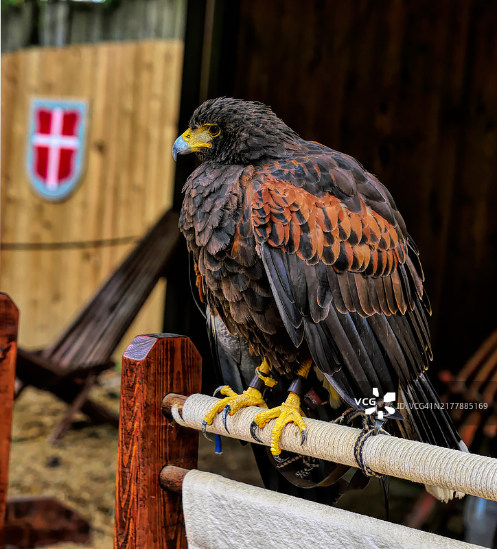 文艺复兴节上的猎鹰图片素材