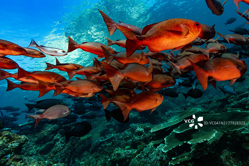 印度尼西亚德拉迈岩石的丝鳍鲷和黄面刺尾鱼群图片素材